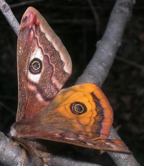 Saturnia pavoniella