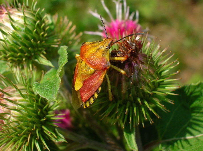 Carpocoris pudicus