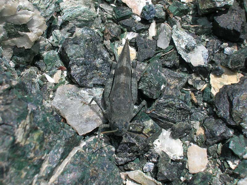 Cavalletta mimetica - Oedipoda caerulescens
