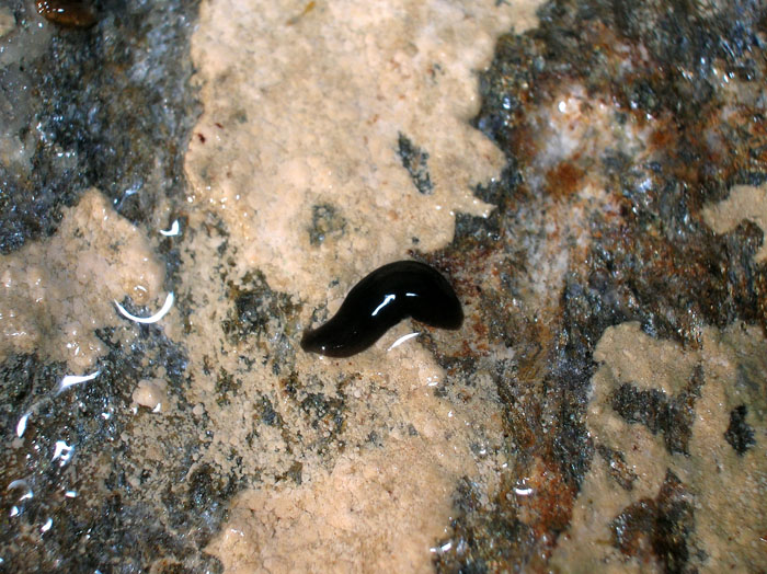 Platelminti Polycelis sp.