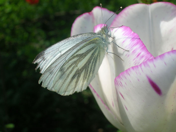 Pieris napi