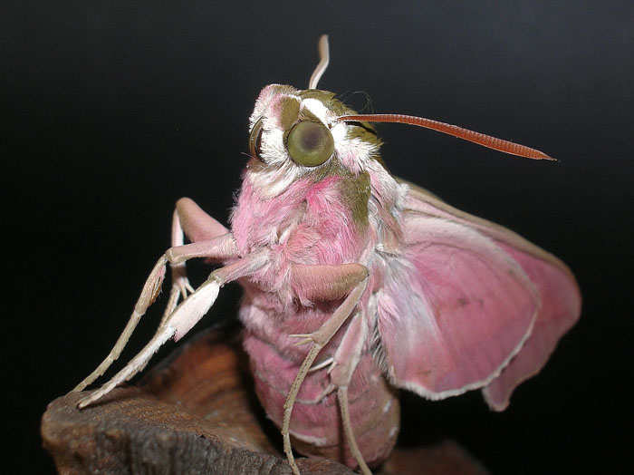 Hyles euphorbiae