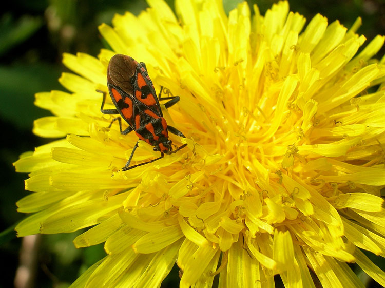 Somiglia a un Pyrrhocoris.... ?? Spilostethus saxatilis