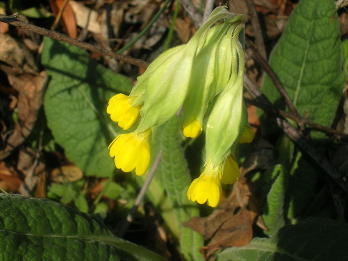 Primula veris / Primula odorosa