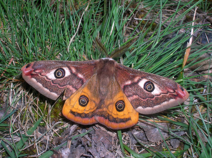 Saturnia pavoniella