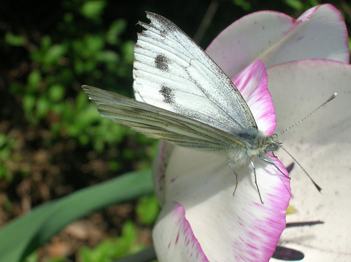 Pieris napi