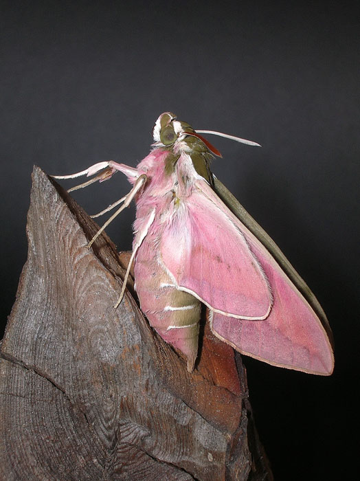 Hyles euphorbiae
