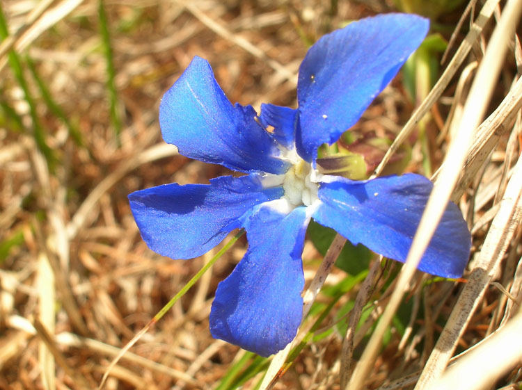 Gentiana verna / Genziana primaticcia