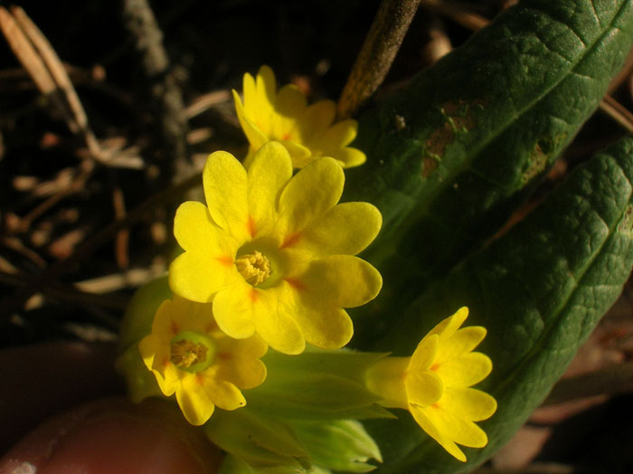 Primula veris / Primula odorosa