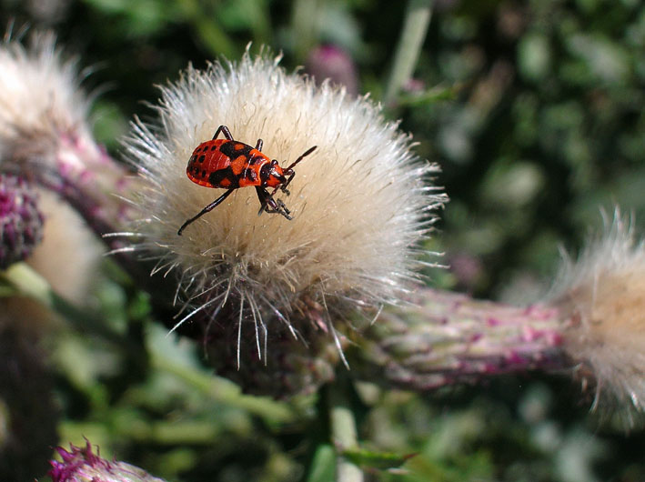Ninfa di Spilostethus saxatilis (Heteroptera, Lygaeidae)