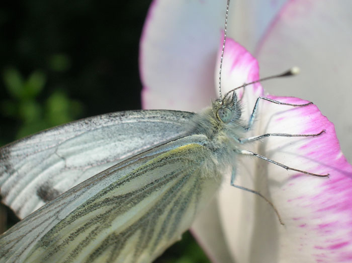 Pieris napi