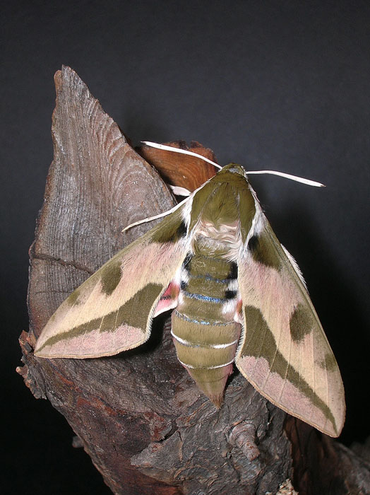 Hyles euphorbiae