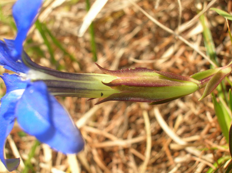 Gentiana verna / Genziana primaticcia