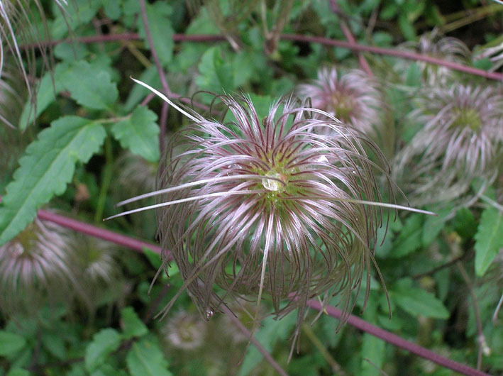 Clematis tangutica (pianta coltivata)