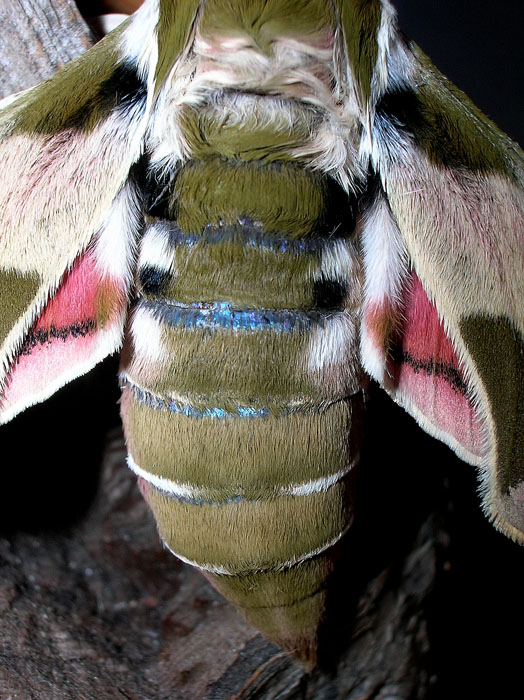 Hyles euphorbiae