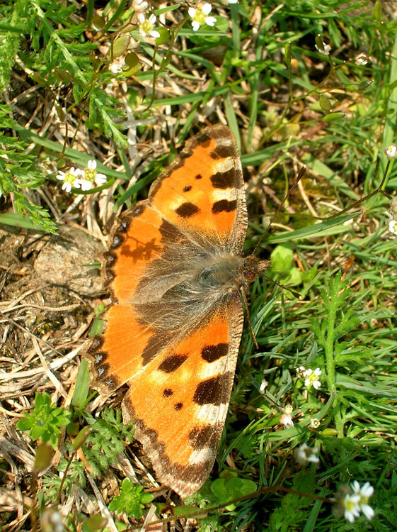 vecchia Aglais urticae?