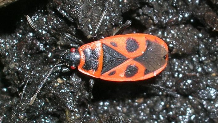 Pyrrhocoris apterus (f.pennata), forma alata