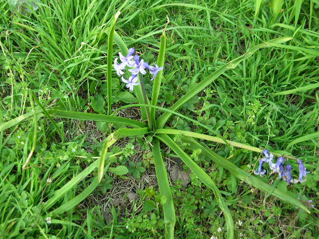 Hyacinthus orientalis / Giacinto