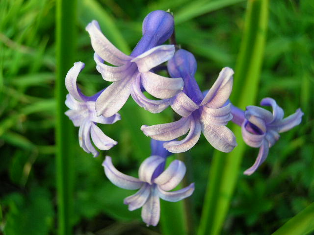 Hyacinthus orientalis / Giacinto