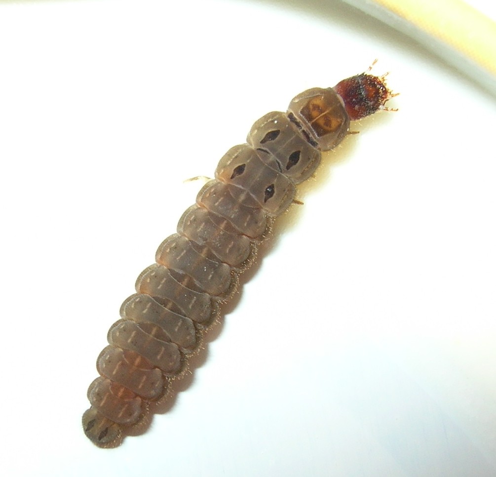 Larva di coleottero