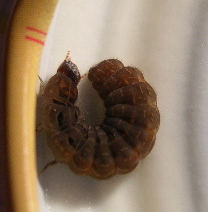 Larva di coleottero