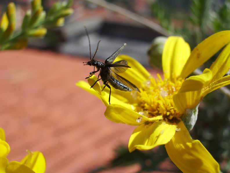 Che muscoli ...Oedemera nobilis