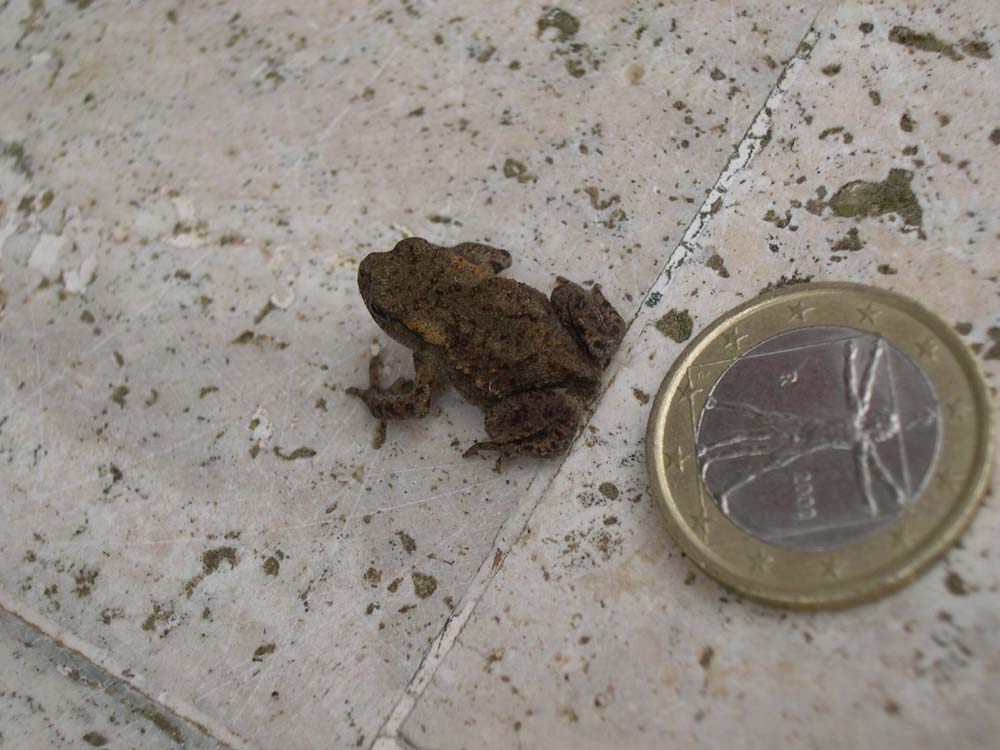 un simpatico Bufo bufo - e note di tassonomia dei rospi