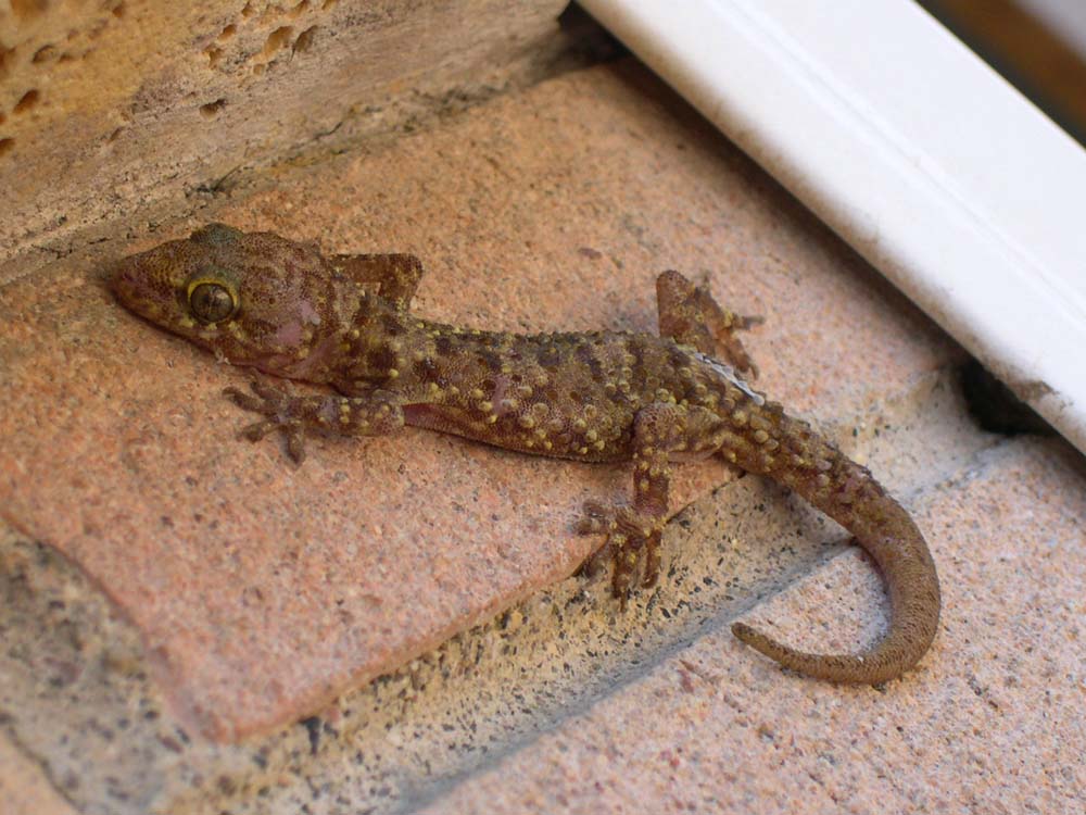 Hemidactylus turcicus