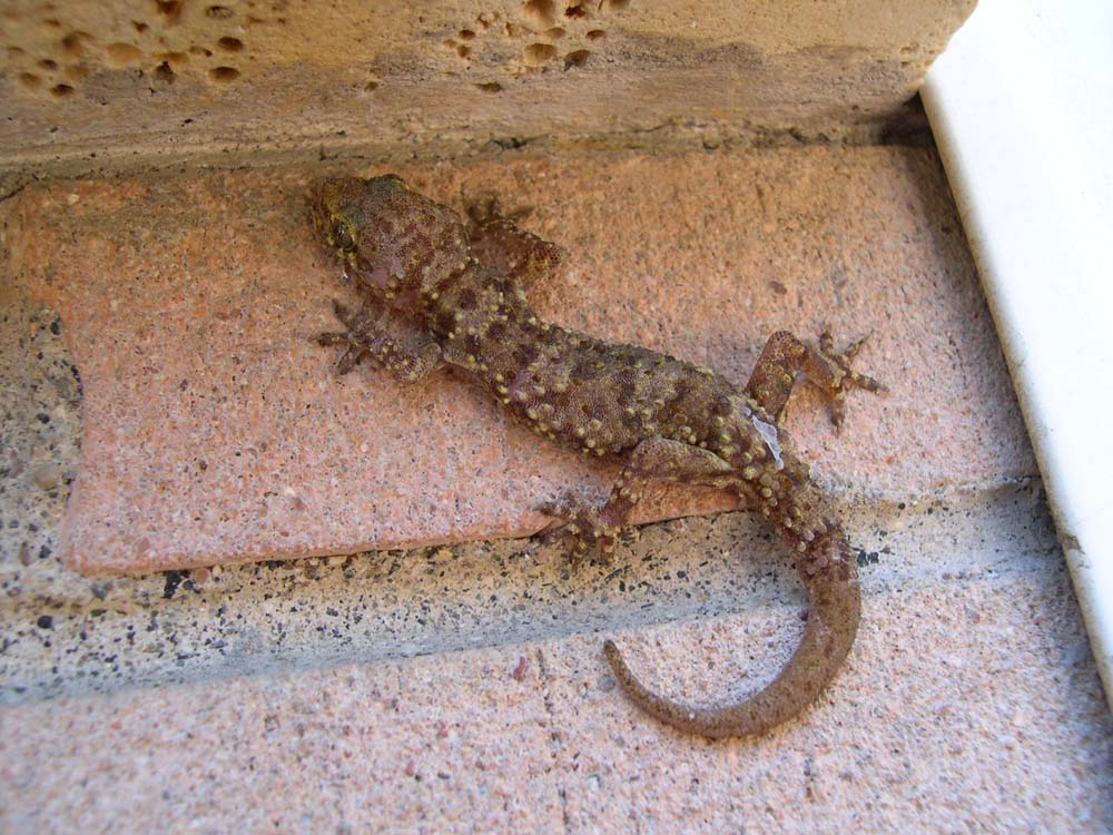 Hemidactylus turcicus