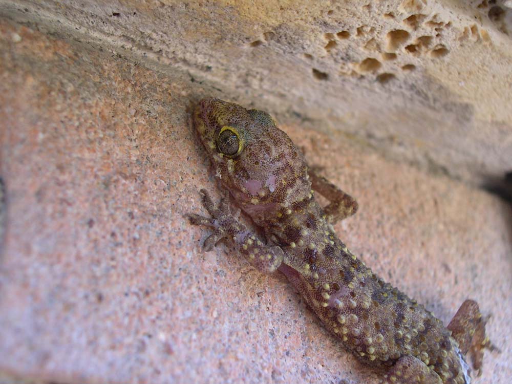 Hemidactylus turcicus