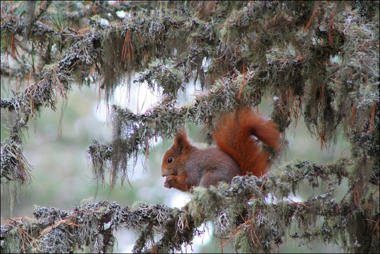 Sciurus vulgaris. Varie localit