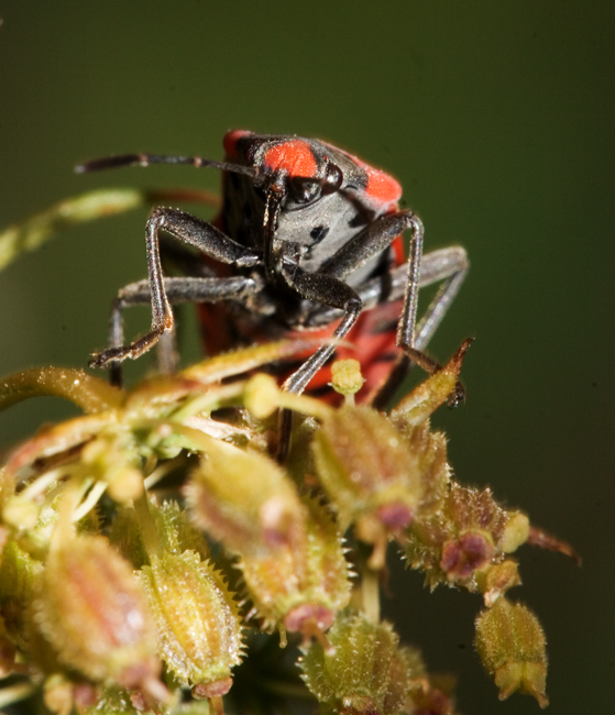 Altro Lygaeus (Spilostethus) equestris
