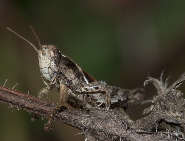 Grillo mimetico: Pezotettix giornae (Orthoptera, Acrididae)