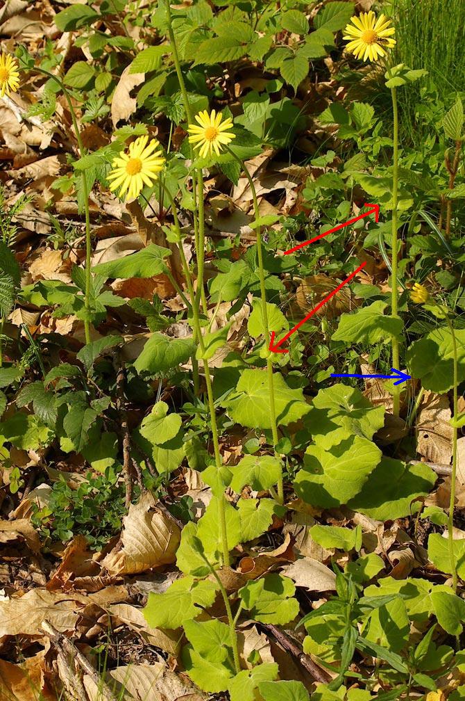 Doronicum pardalianches / Doronico medicinale
