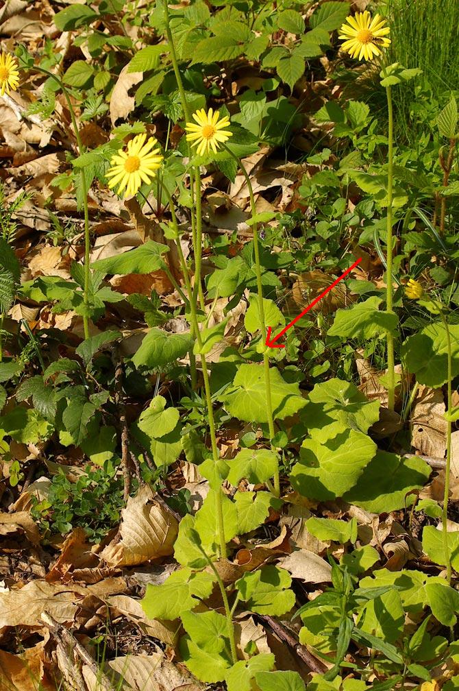 Doronicum pardalianches / Doronico medicinale