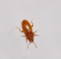che cos''è???? - Anobium sp.