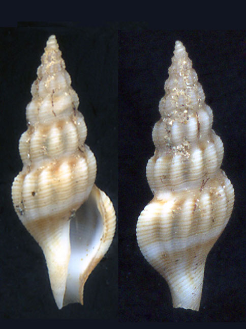 Comarmondia gracilis