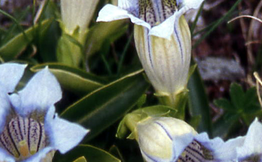 Gentiana acaulis / Genziana di Koch