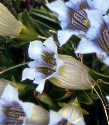 Gentiana acaulis / Genziana di Koch