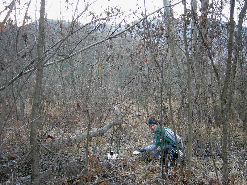 A caccia di Pleurotus ostreatus.....chiamati i  geloni...