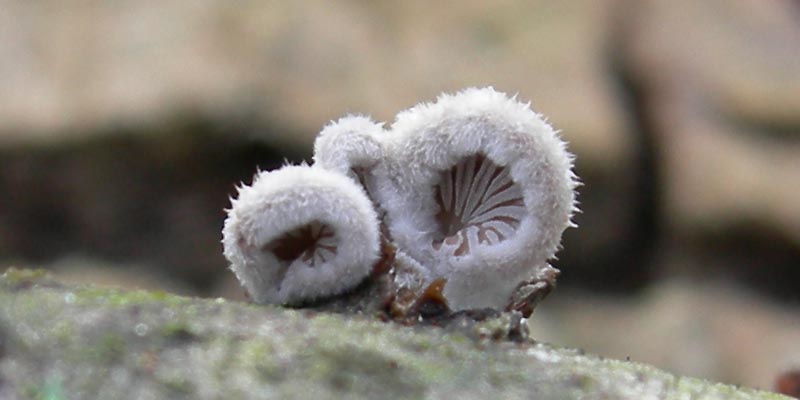 da determinare....lignicoli