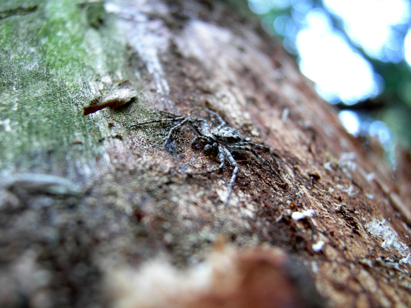 Philodromus margaritatus e Meta menardi