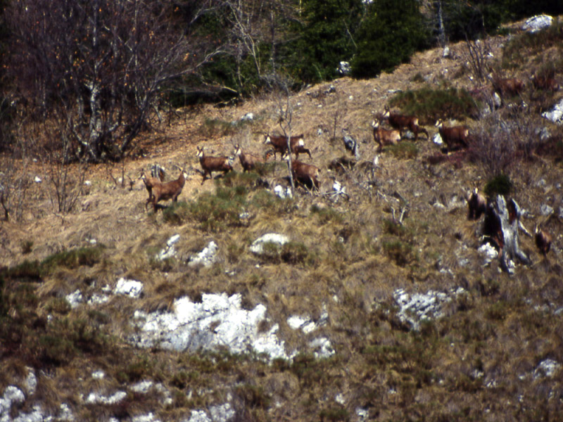 Rupicapra rupicapra.....dal Trentino Alto Adige