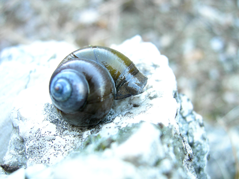 Viviparus contectus (Millet, 1813) e Planorbarius corneus