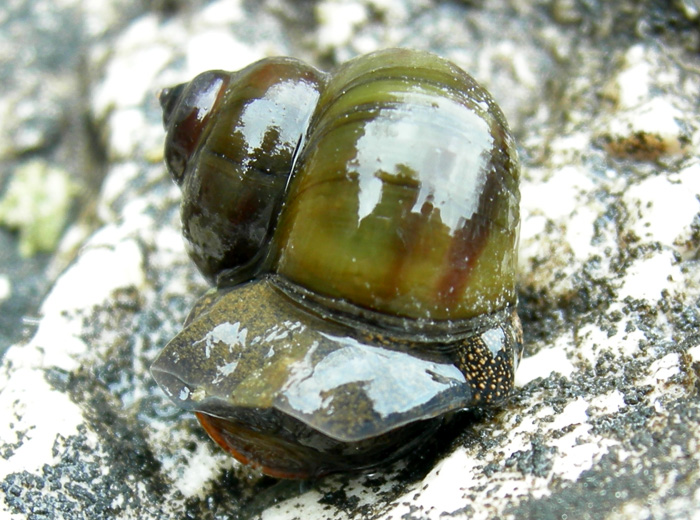 Viviparus contectus (Millet, 1813) e Planorbarius corneus