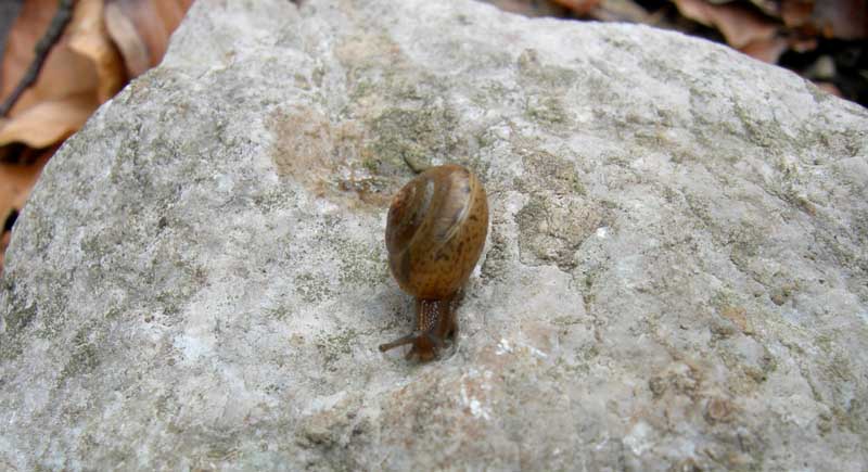 Euomphalia strigella e Monachoides incarnatus (O.F. Mller, 1774)