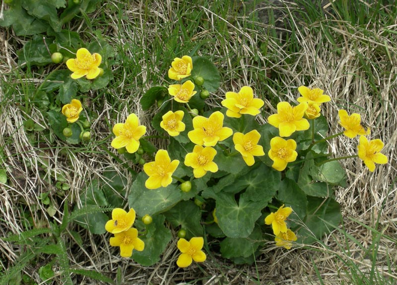 Caltha palustris / Calta