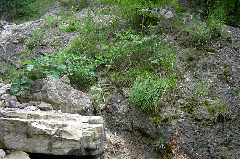 Granaria illyrica (Rossmssler, 1837)  in Val Gole (TN)