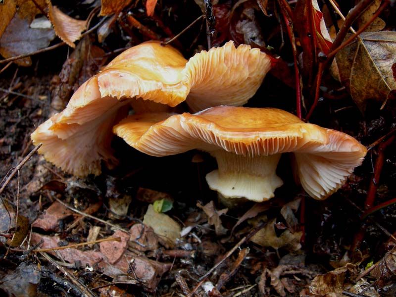 Funghi di oggi (8 dic 06)...