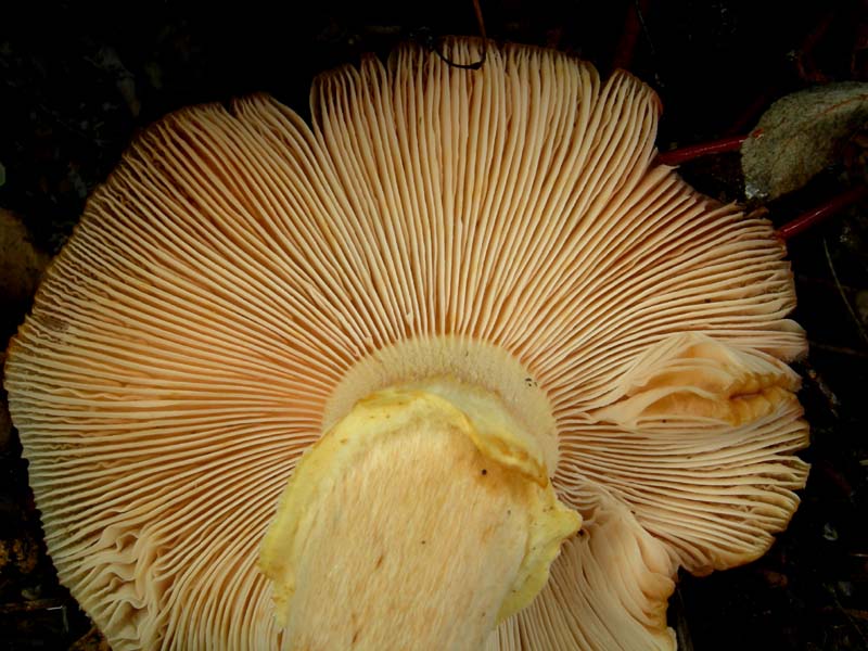 Funghi di oggi (8 dic 06)...